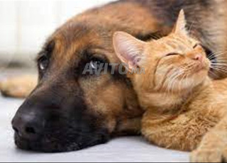 P A S S I O N & P E N S I O N & CHATS & CHIENS.