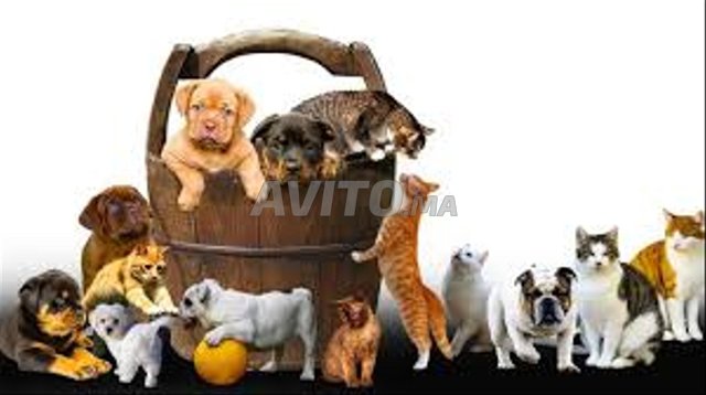 مأوى للحيوانات