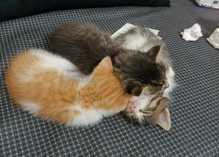 قطط أليفة للتبني