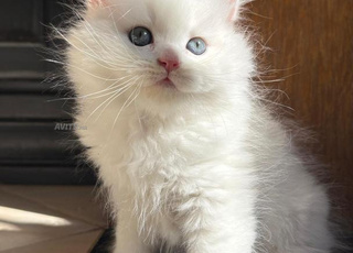 Highland Straight , scottish fold