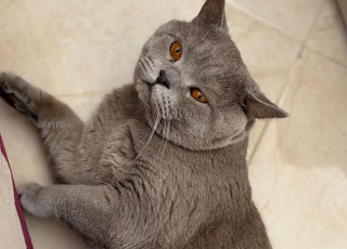 ذكر بريتش شورت هير للتزاوج