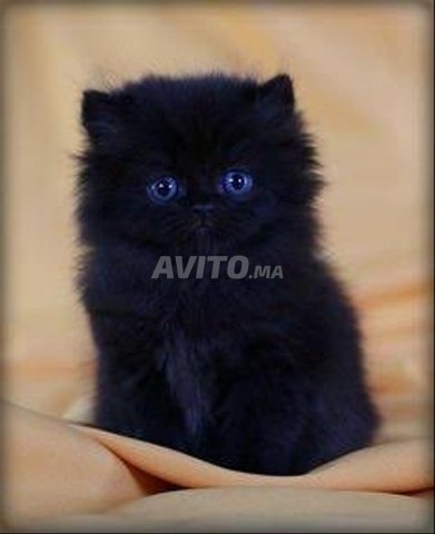 سكتش سترايت قط أسود رضيع