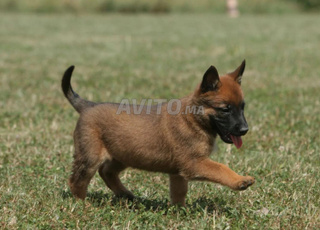 chiots malinois
