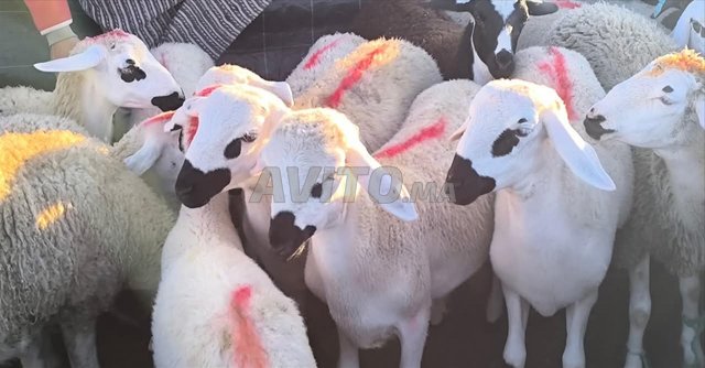 حولية صردية مليحة