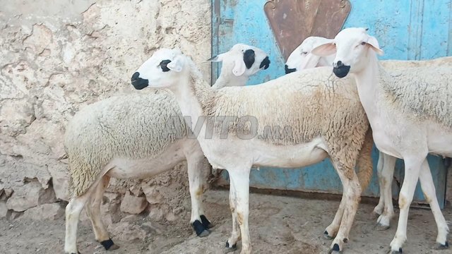 Annuelles Sardia à vendre, en bon état