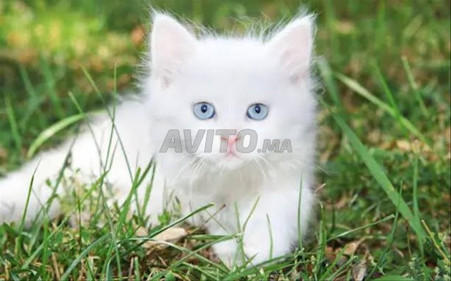 أنجورا تركي أبيض رضيع