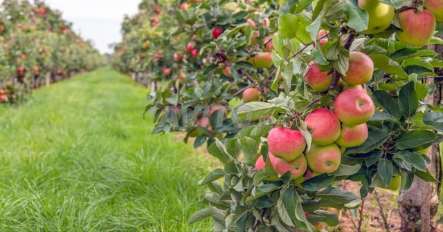 Ferme équipée pomme Midelt 200 hectares