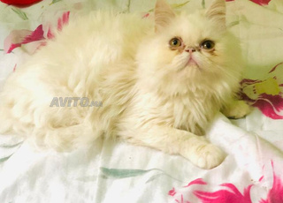 Chat persan race pur