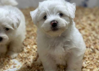 Bichon maltais chiot