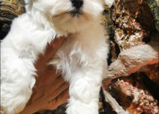 Bichon maltais chiot