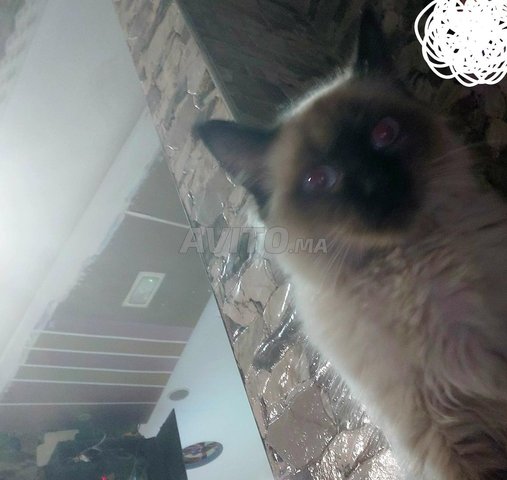 قط ضائع في مقهى