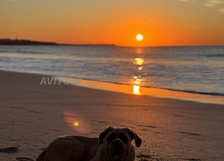 كلب كورسو ذو نسب