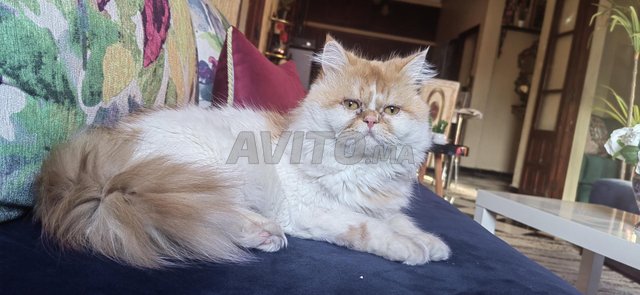 قط فارسي للبيع