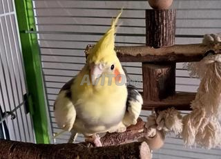 تبني ببغاء الكالوبسيت