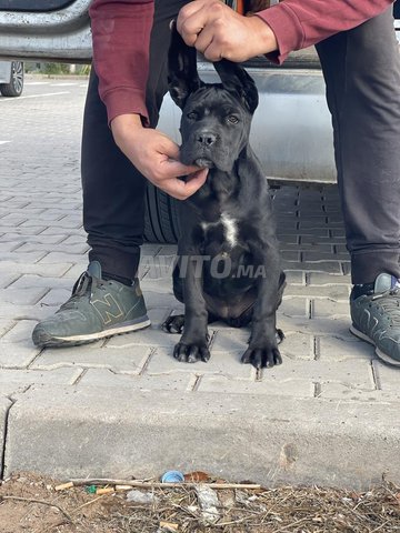 cane corso