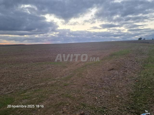 Offre de terrain agricole à vendre aux environs de Ksar El Kebir