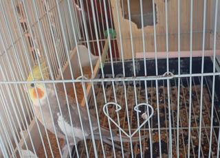 كالوبس ذكر مدريسي بصحة جيدة