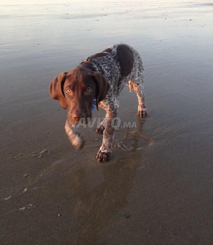 كلب صيد بوينتر