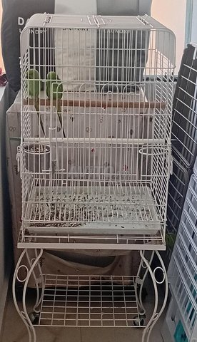 ببغاوات مطوقة مع قفص