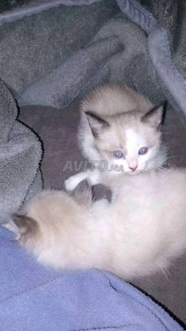 قطة صغيرة من نوع راغدول