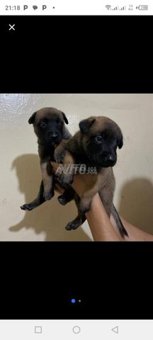 جرو مالينو شربوني