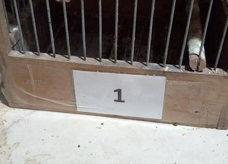 Mâles canari cantor espagnol