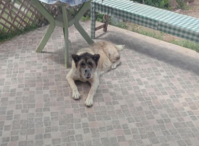 أعطي مقابل رعاية جيدة كلبة أكيتا