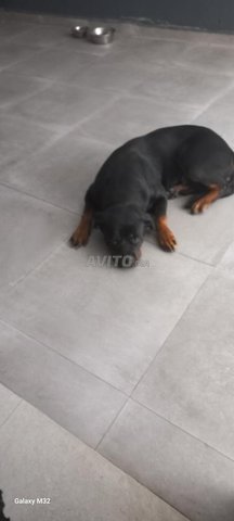 روت وايلر للبيع