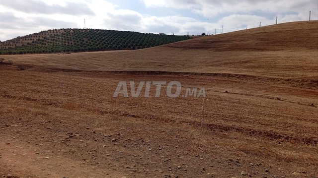 Terrain titré à vendre à Khémisset / commune Ait Ouribel