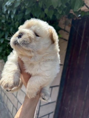 جرو جولدن ريتريفر