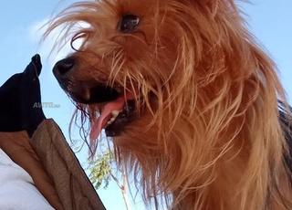 Chien york à vendre