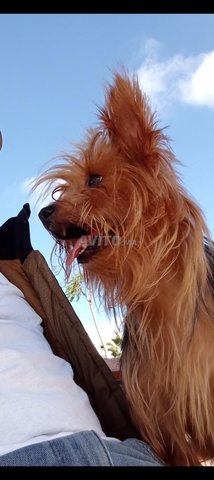 كلب يورك للبيع