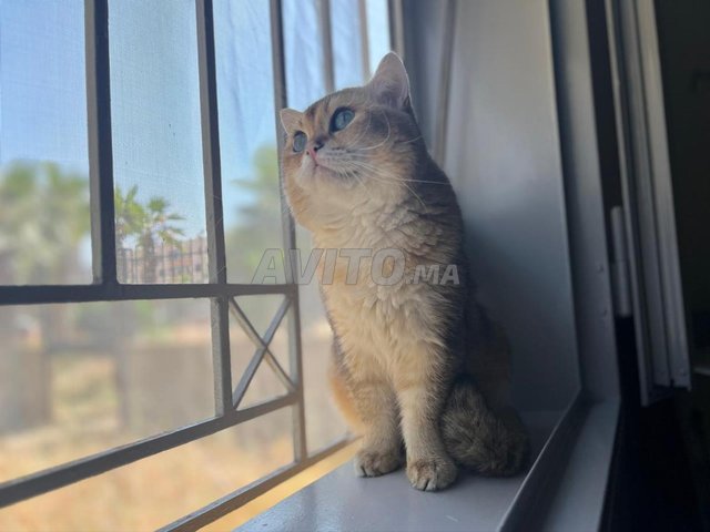 بريتش ستريت قصير الشعر ذهبي ذو نسب