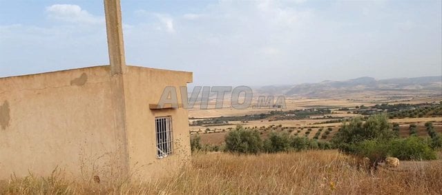 Terrain titré à vendre planté d'oliviers avec puits et bâtiment