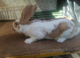 ذكور أرانب سلالة بابيون عملاق فرنسي