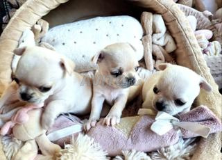 متوفر تشيهواهوا لعبة