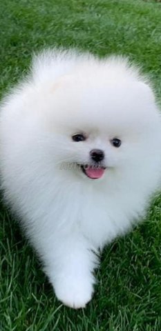 كلب صغير أبيض