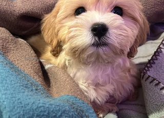 chiot bichon havanais toy