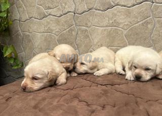 جرو لابرادور