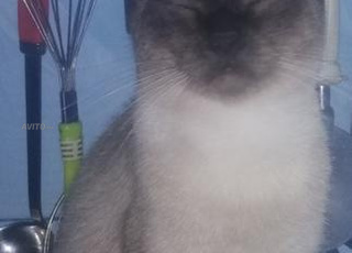 Vente de la chatte Macha, race siamoise