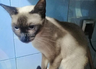 Vente de la chatte Macha, race siamoise