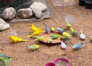 10 PIGEONS AMBRE ET 25 PERRUCHES