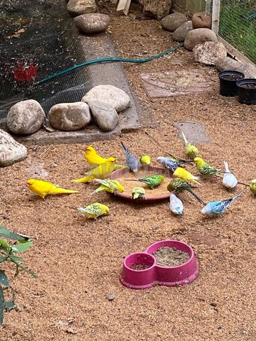 10 حمام عنبري و 25 ببغاء