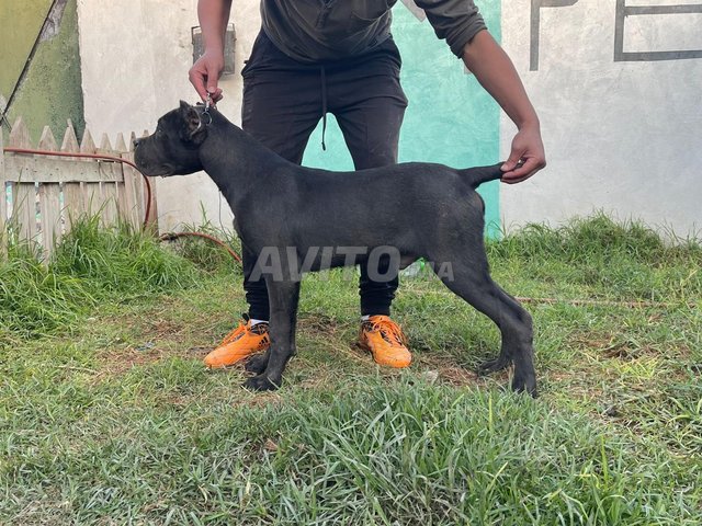 كلب Cane Corso ذو نسب