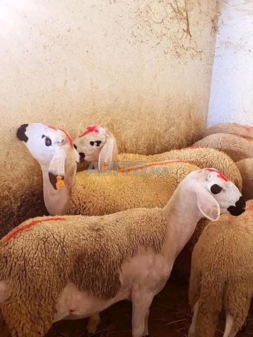 Annuelle sardaise Melih'a