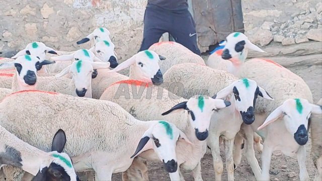 Annuelle Sardia Mliha