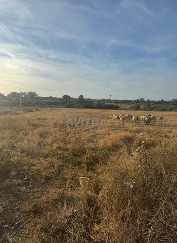 Terrain titré à vendre à Azemmour - Prix très intéressant