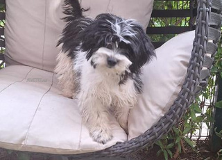 Chien bichon havanais