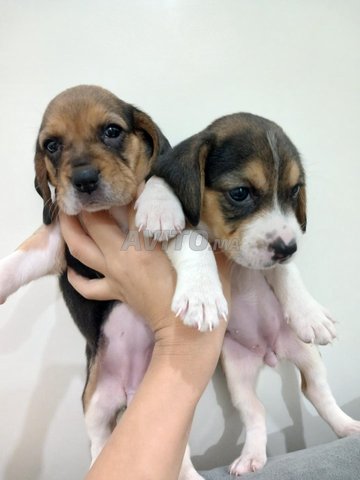 بيغل سلالة نقية