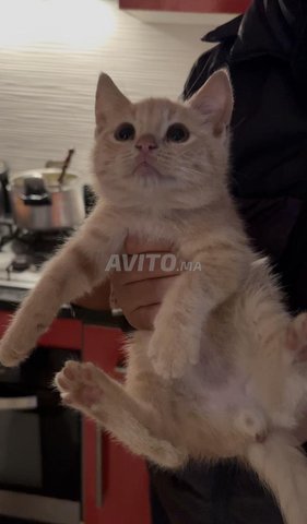 Un petit chat mâle très propre et joueur